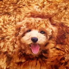 生地ꕤ　プードル　1m シーチング　インクジェット　KOKKA　ꕤ延長可能