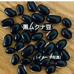 4242○800粒以上山椒の種京都丹波産①送込￥840［260614］ - メルカリ