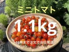 ミニトマ 品種大きさmix宅急便コンパクト1.1kg 16時まで注文で当日発送のサムネイル