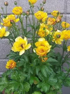 ラナンキュラスラックス ディオネ 超希少 発芽済み メルカリ便発送