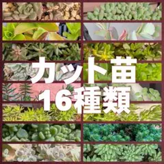 セダムカット苗　16種類セットのサムネイル
