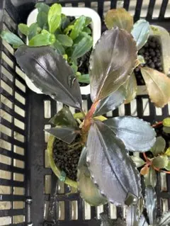 【実生ブセ】Bucephalandra cv.\