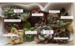 2026年最新】多肉弁当 セダムの人気アイテム - メルカリ
