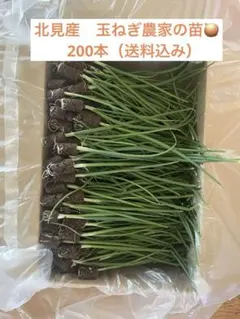 2026年最新】玉ねぎ苗 晩生の人気アイテム - メルカリ