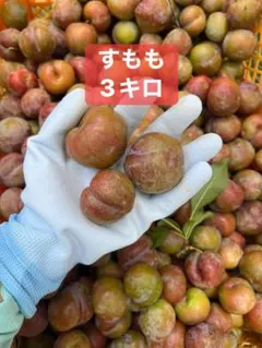 ㉛鹿児島県産 いぐりすもも 8.0kg - メルカリ