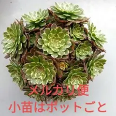 がーべら様 リクエスト 2点 まとめ商品