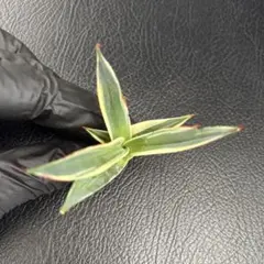 cori-camp様 リクエスト 3点 まとめ商品