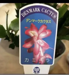 2026年最新】デンマークカクタスの人気アイテム - メルカリ