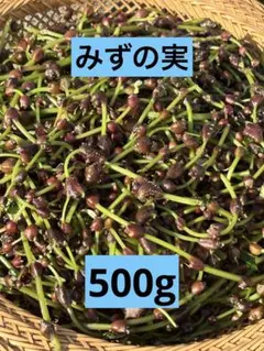 プロフィール説明必ず見てから購入して様専用 みずのこぶ みずの実