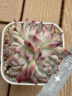 希少 子株付き E.colorata Michoacan コロラータミチョアカン - メルカリ
