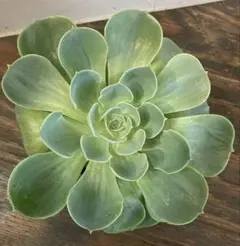 実生苗 多肉植物 エケベリア ⑨ - メルカリ