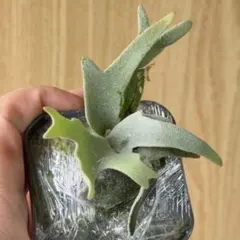 ビカクシダ P. veitchii × P. willinckii 胞子培養株 - メルカリ