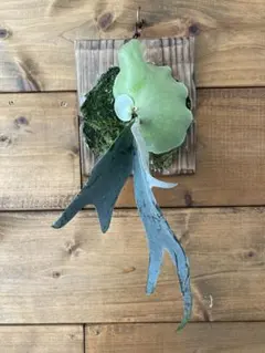 2026年最新】月光爪哇の人気アイテム - メルカリ