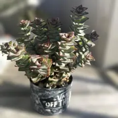 kikurin様 リクエスト 2点 まとめ商品