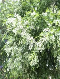 pug.k様 リクエスト 3点 まとめ商品