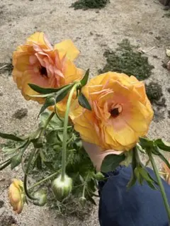 2026年最新】ラナンキュラスラックス ロティスの人気アイテム - メルカリ