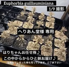 へりあん堂様【お任せ】ギラウミニアナ【実生】【自家採種】【鉢ごと】【2株】