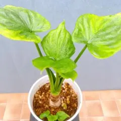 2026年最新】クワズイモの人気アイテム - メルカリ