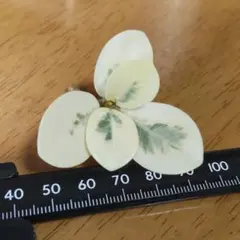 パンダガジュマル 斑入りカット苗 - メルカリ