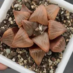 O*Z様 多肉植物　ハオルチア　阿寒湖寿錦　鮮明錦　超美品　赤肌 2026年最新】ハルオチア 阿寒湖の人気アイテム - メルカリ