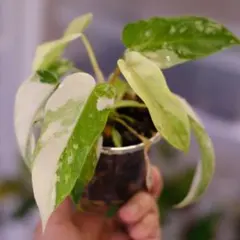 2025年最新】フィロデンドロンフロリダビューティーの人気アイテム