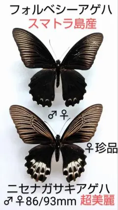 2025年最新】蝶 採集の人気アイテム - メルカリ 【外国産蝶標本】カバ