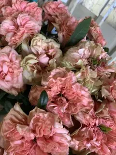 大人気の品種❣️切り花　ラロ○ク挿し木苗　バラ花苗(1苗のみ)