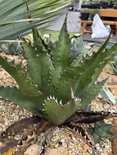 アガベ　オバティ　引取限定 アガベ・オバティフォリア「ヴァンジー」 7号規格抜き苗