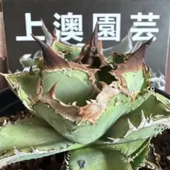 834【上澳園芸】 アガベ チタノタ shangao-疣猪ブツブツ 丸葉背刺