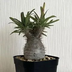 2025年最新】パキポディウムグラキリスの人気アイテム - メルカリ