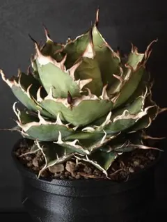 2025年最新】アガベ子株の人気アイテム - メルカリ