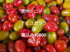 信州ミニトマトアイコカラフルのサムネイル