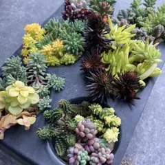 多肉植物 セダム14種セット