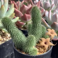 ぶっちー様 リクエスト 2点 まとめ商品