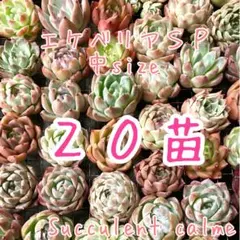 30★即購入OK セット 100苗 ★韓国苗 ★雑交新種 ★多肉植物 エケベリア 2025年最新】多肉植物エケベリアセットの人気アイテム - メルカリ