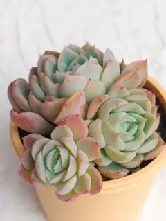 にゃん様 リクエスト 2点 まとめ商品