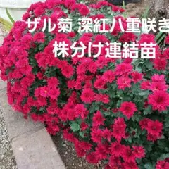 かじちゃん様 リクエスト 2点 まとめ商品