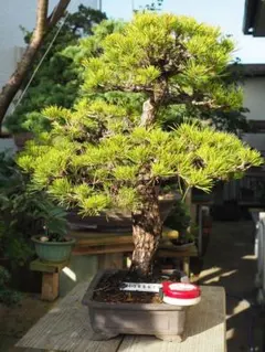 黒松 盆栽 鉢植え 樹齢40年 - メルカリ