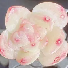 55 【メルカリ便発送】　多肉植物　韓国苗　エケベリアsp　安心の根付き苗♡