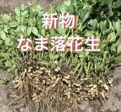 新物　生落花生 1kg（箱込）農家直送　品種Qなっつ　7/15発送予定のサムネイル