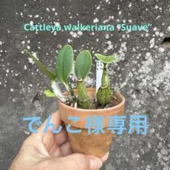 洋蘭原種 カトレア walkeriana ラベロイド CP苗 洋蘭原種 カトレア walkeriana ラベロイド CP苗 Yahoo