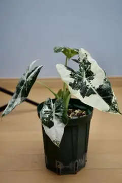 アロカシア　斑入り　２種 Alocasia Ninja Tricolor / アロカシア ニンジャ 斑入り③