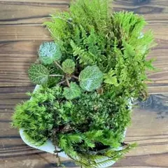 かずき様 リクエスト 2点 まとめ商品