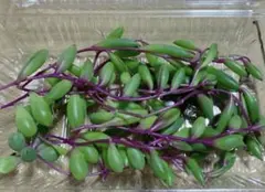 ルビーネックレス 多肉植物カット苗 50ｇ