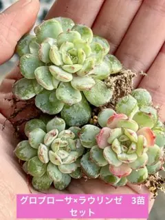 2025年最新】ラウリンゼ×ビンセントカトーの人気アイテム - メルカリ