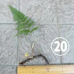トキワシノブ 根付き抜き苗 シダ植物 観葉植物