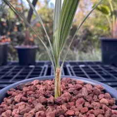 2025年最新】ブラヘアアルマータの人気アイテム - メルカリ