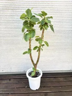 観葉植物 フィカス アルテシマ 8号 訳115センチ - メルカリ