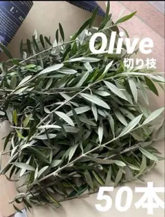 オリーブ切り枝　オリーブカット枝　小鳥のとまり木　リーフシャワーのサムネイル