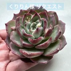 くりりん様 リクエスト 3点 まとめ商品